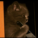 PAWG.beansu's Avatar'