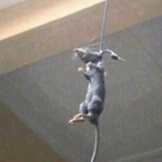 RemyRatatouille's Avatar'