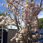 ryanosaurus2018's Avatar'