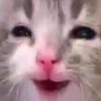O0O0O0O0O0OO's Avatar'