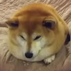 Sinko_pezo11's Avatar'