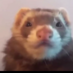 VacuolateOrc53's Avatar'