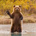 RangerNoah's Avatar'