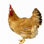 AJchickenman's Avatar'