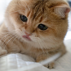 Panda_Pon.TP's Avatar'