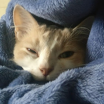 Blasphemykat's Avatar