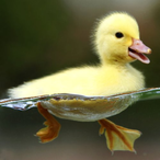 LemonSentedDuck's Avatar'