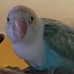 BirbWoman's Avatar'