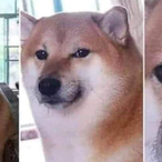 Nerf_me_plz1's Avatar'