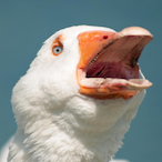 RogueGoose13's Avatar'