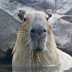Ssqquirrel's Avatar'