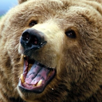Bearwildered's Avatar'