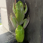 Noodle.Knocker's Avatar'