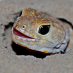VerySlimyGecko's Avatar'