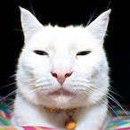 IslandGraper's Avatar'