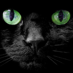 Xyn-'s Avatar'