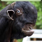 SogyBogyBoy's Avatar'