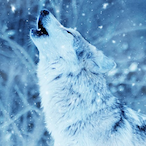 Just_A_Wolf's Avatar'