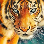 Tigerma.exe's Avatar'
