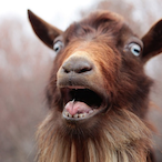 G0ATUS's Avatar'