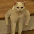 siIIykitty16's Avatar'