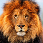 Dandaliown's Avatar'