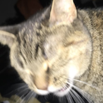 TsarPenguin's Avatar'