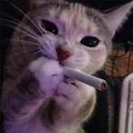 Pepo._'s Avatar'
