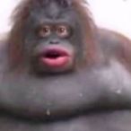 Monkee.Exe's Avatar'