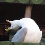 kinlmao01's Avatar'