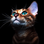 Miko_xu's Avatar'