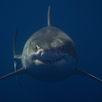 TheAsianShark's Avatar'