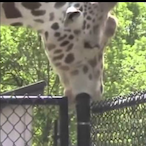 BOT-11122267112's Avatar'