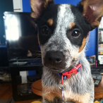 NiigaaSlam1's Avatar'