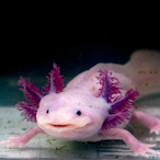 DarkDragon487's Avatar'