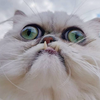 Wilfred_cat's Avatar'