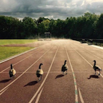 Getlionscan's Avatar'