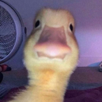 bananensaft.'s Avatar'