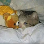 Melon_Jpg's Avatar'