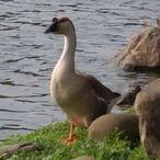 SolxisFree's Avatar'