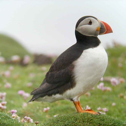 NoblePuffin718