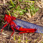 RedLocust69_'s Avatar'