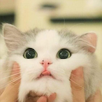 HardBass_Cat's Avatar'