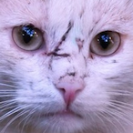 TitoAndHerSdKfz's Avatar'