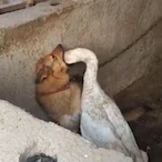 CockanBalGaming's Avatar'