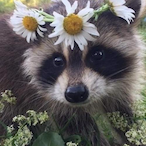 fluffyandsoft's Avatar'