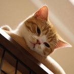 feeling sab's Avatar'