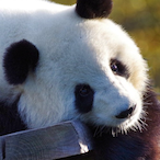 Pinkiethepanda's Avatar'