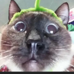 elsa souls's Avatar'