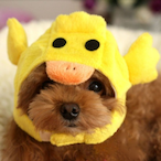RubbyMyDucky's Avatar'